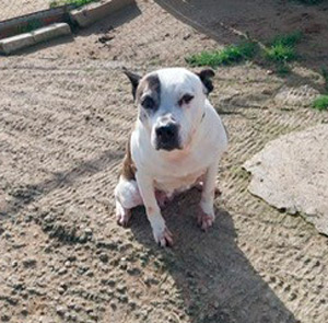 ​​Perrito en adopción