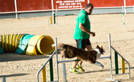 Exhibición de deporte canino (Se abre en ventana nueva)